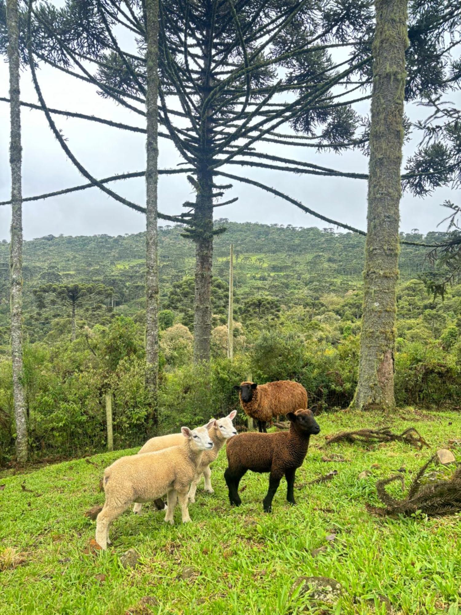 Estalagem Ceu Da Montanha - Morro Da Igreja Urubici Villa Bagian luar foto